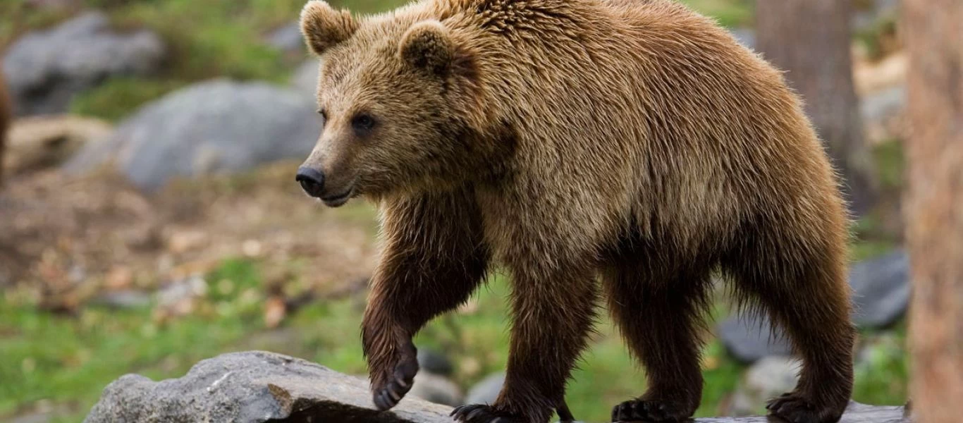 ΗΠΑ: Τρεις αρκούδες παίζουν με αιώρα και το θέαμα είναι ξεκαρδιστικό! (βίντεο)